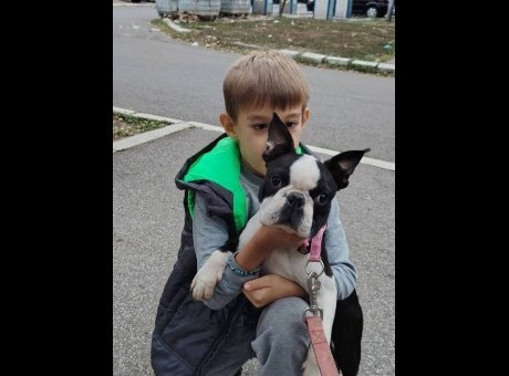 boston terijer 01.jpg